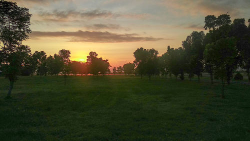 Trees on field against sky during sunset