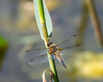 Close-up of dragonfly on plant