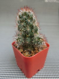 High angle view of cactus plant in pot