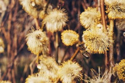 Close-up of bee on flowers