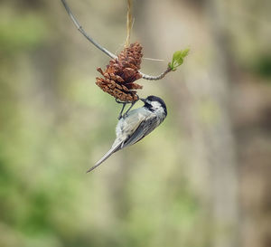 Close-up of bird