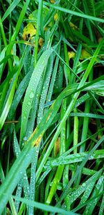 Full frame shot of wet plant