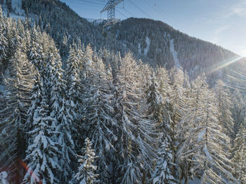View of pine trees during winter