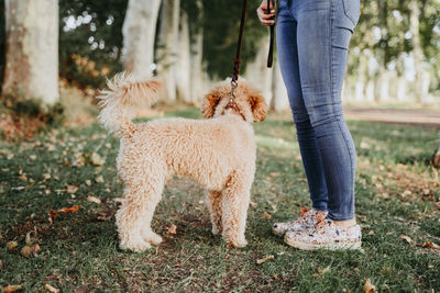 Low section of woman with dog standing outdoors