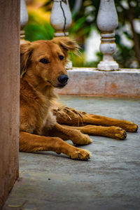 Close-up of a dog resting