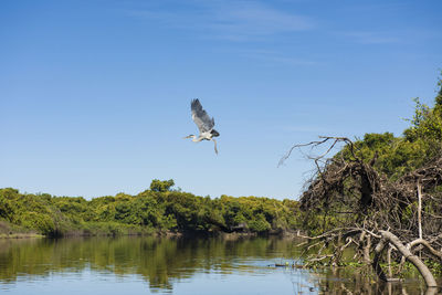 Maguari stork, taking off at pantanal, in aquidauana, mato grosso do sul, brazil