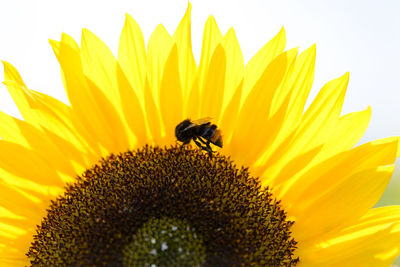 Close-up of bee on sunflower