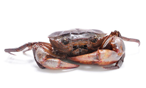 Close-up of crab over white background