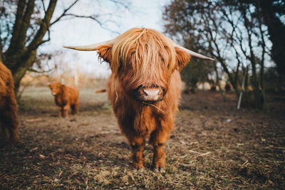 Highland cattle standing on field