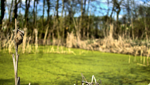 Trees in grass