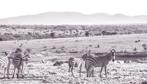 Grazing zebra in the grasslands in kenya. higher altitude background 