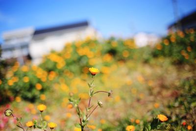 Close-up of yellow flowering plants on field