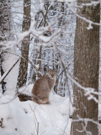 Portrait of cat on field in forest during winter