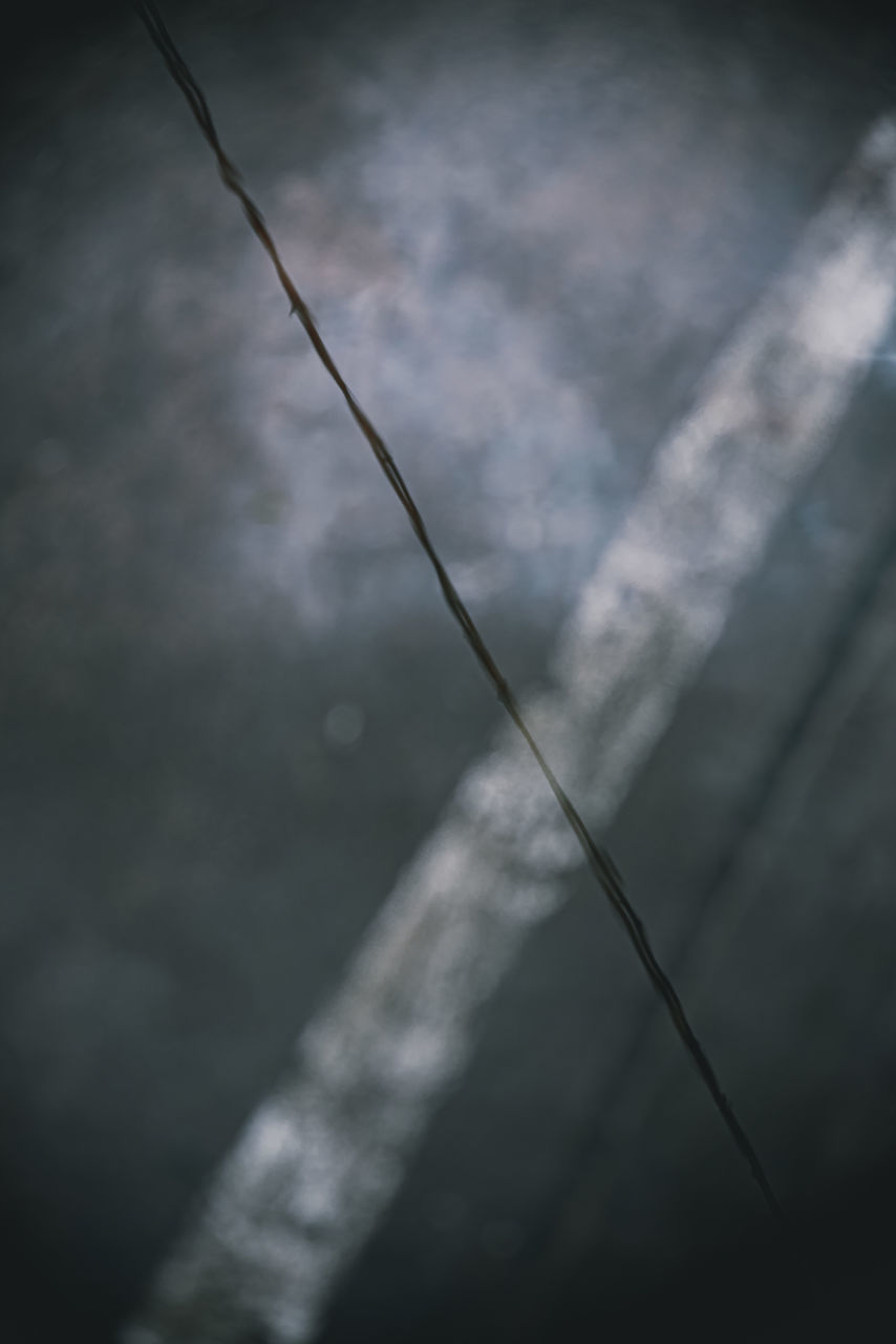 CLOSE-UP OF PLANT ON METAL