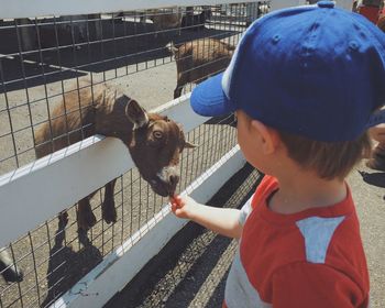 High angle view of boy feeding goat