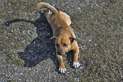 A domestic dog mix keeps and protects its yard. we do not allow anyone to pass.