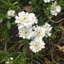 Close-up of white flowers blooming outdoors