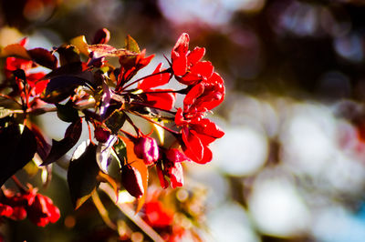 Close-up of red flowering plant