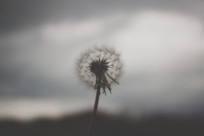 Close-up of dandelion flower