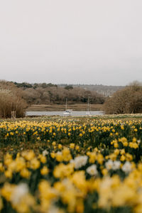 Scenic view of grassy field against clear sky