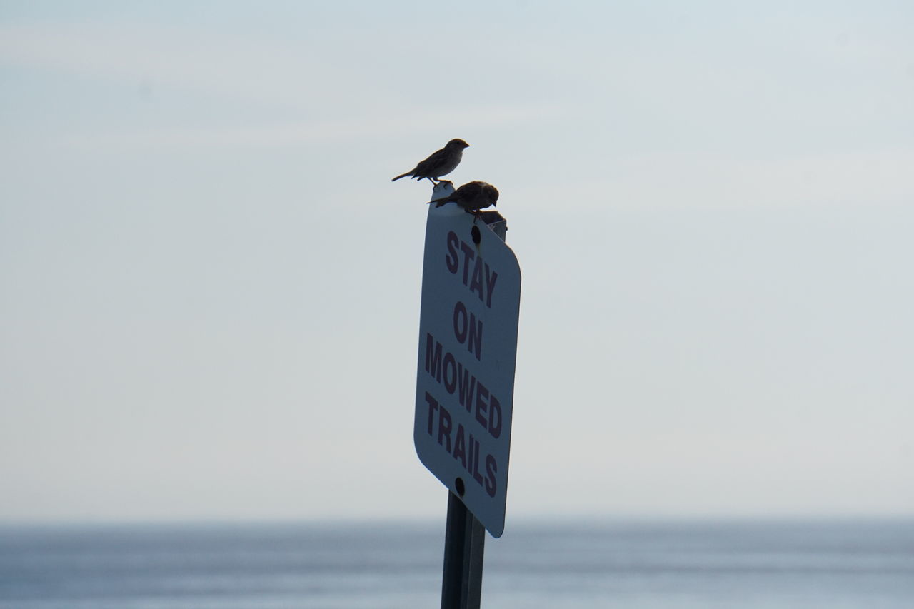 House sparrows