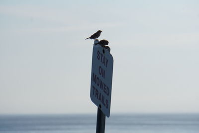 Bird perching on sign by sea against clear sky