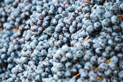 Full frame shot of berries