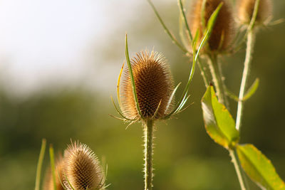 Close-up of thistle on plant