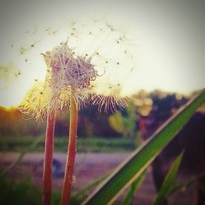 Close-up of dandelion flower in field
