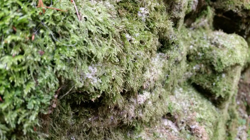 Plants growing on rocks