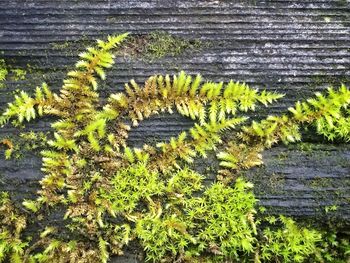 Plants growing on a tree