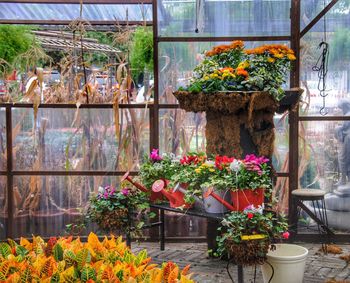 Flower plants in greenhouse