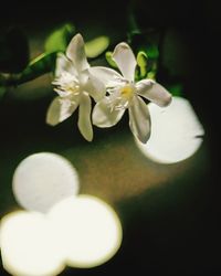 Close-up of white flowers