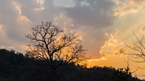 Low angle view of silhouette trees against sky during sunset