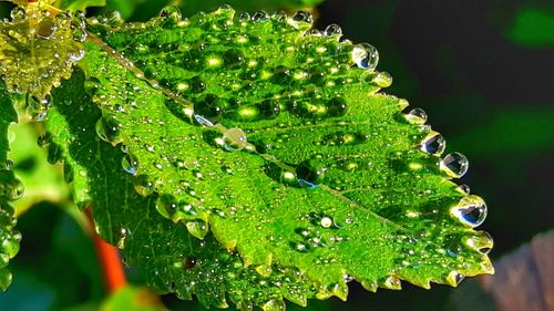 Close-up of water drops on leaf