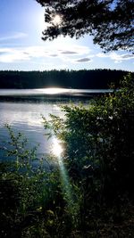 Scenic view of lake in forest