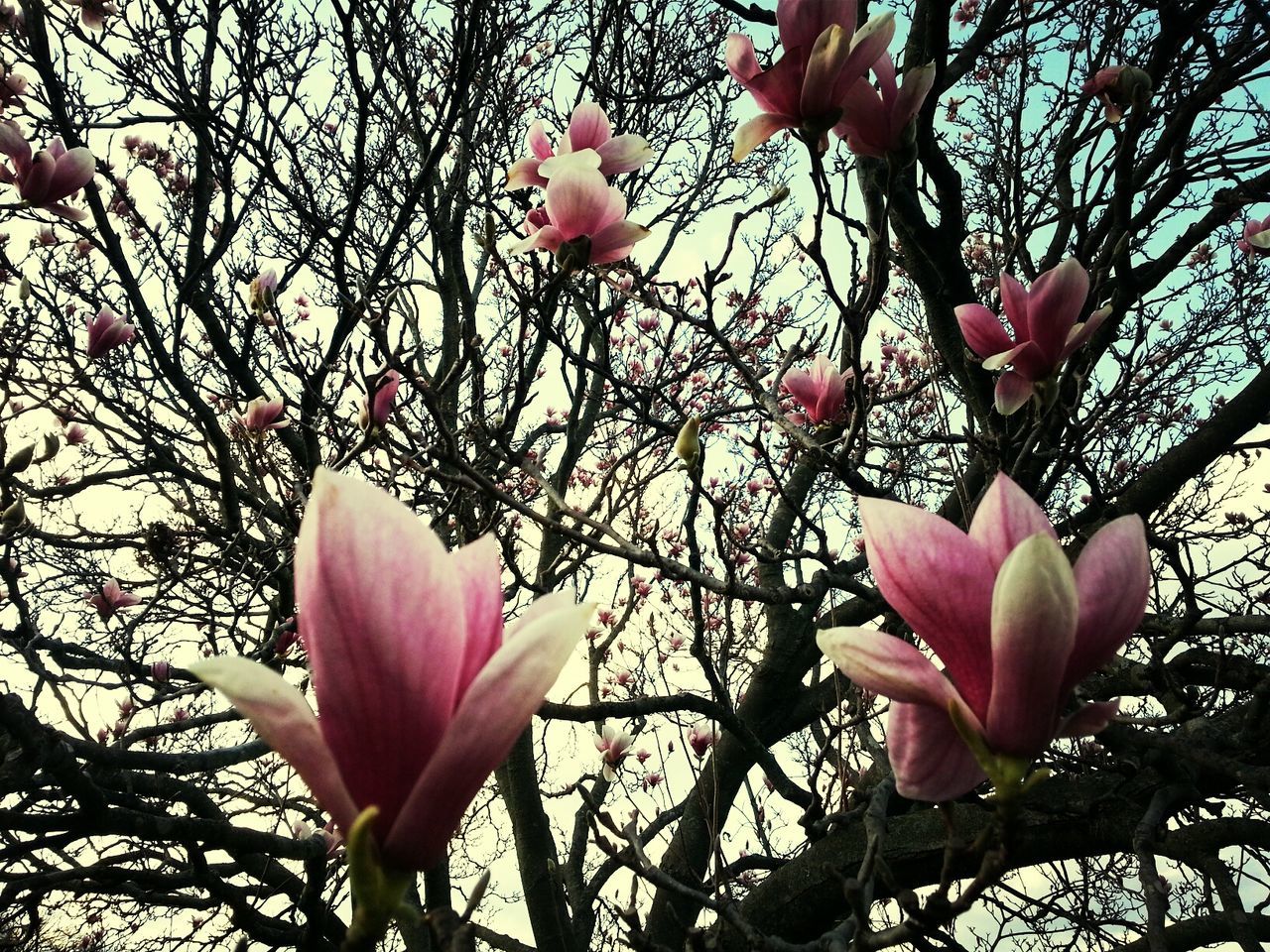 flower, freshness, petal, pink color, fragility, growth, beauty in nature, branch, flower head, blossom, tree, nature, blooming, in bloom, pink, close-up, springtime, stem, low angle view, focus on foreground