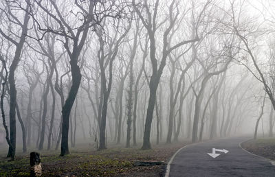 Foggy morning in the autumn forest on northern caucasus.