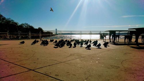 Birds flying over beach against sky