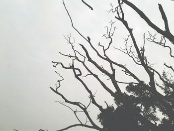 Low angle view of bare tree against clear sky