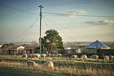 Sheep roaming the streets of a xhosa village in the transkei freely.