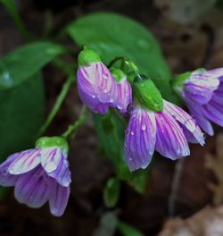 Close-up of purple flowers blooming