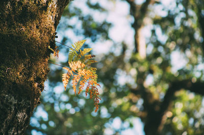 Low angle view of flowering plant