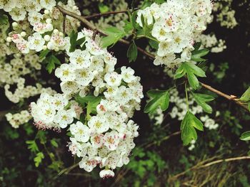 Close-up of white flowers blooming outdoors