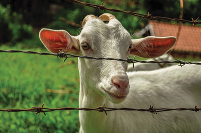 Close-up of goat next a fence in a farmhouse near the village of joanopolis. brazil