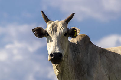 Zebu nellore cow in the pasture area of a beef cattle farm in brazil