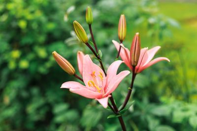 Close-up of pink flowers