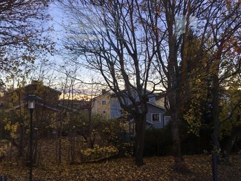 Trees against sky