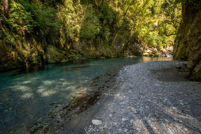 Scenic view of river amidst trees in forest