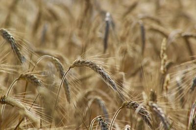 Close-up of wheat growing on field